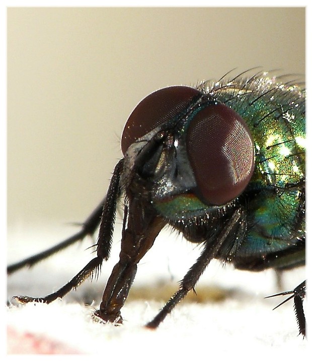 Ma che occhi grandi che hai............(due)